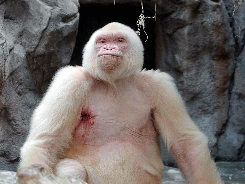 Der weiße Gorilla "Schneeflöckchen" / Foto: apa/dpa/tony albir